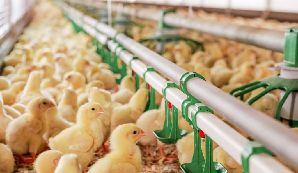 Resource-Saving Tools For Sustainable Livestock & Poultry Drinking Water | Clear Comfort Livestock AOP Drinking Water Treatment