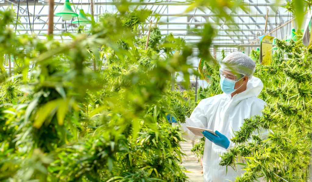 Case Study: Sanctuary Medicinals' Breakthrough in Plant Disease Control | Clear Comfort CEA AOP Water Treatment
