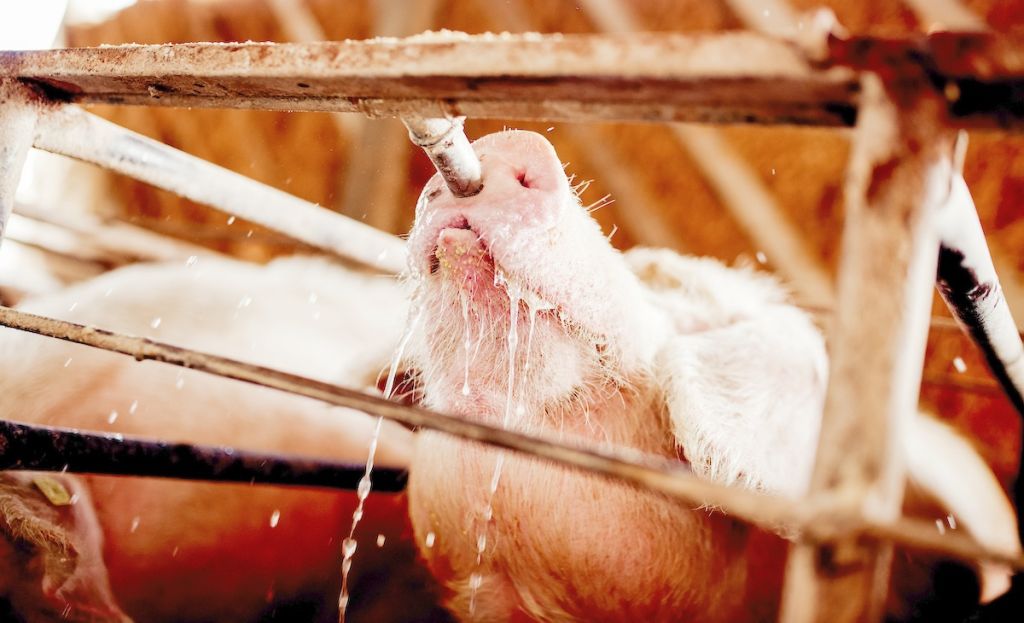 A Farmer's Guide to Poultry Water Quality Parameters | Clear Comfort AOP Poultry Water Treatment