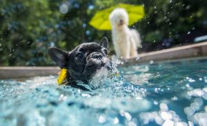 Should you let your dog in pool | Clear Comfort AOP Pool Systems | dog pool safety