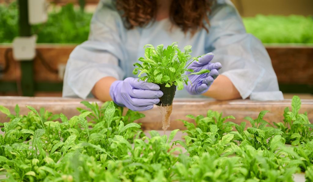 What's The Difference? Hydroponics, Aeroponics & Aquaponics | Clear Comfort Hydroponics AOP Water Treatment