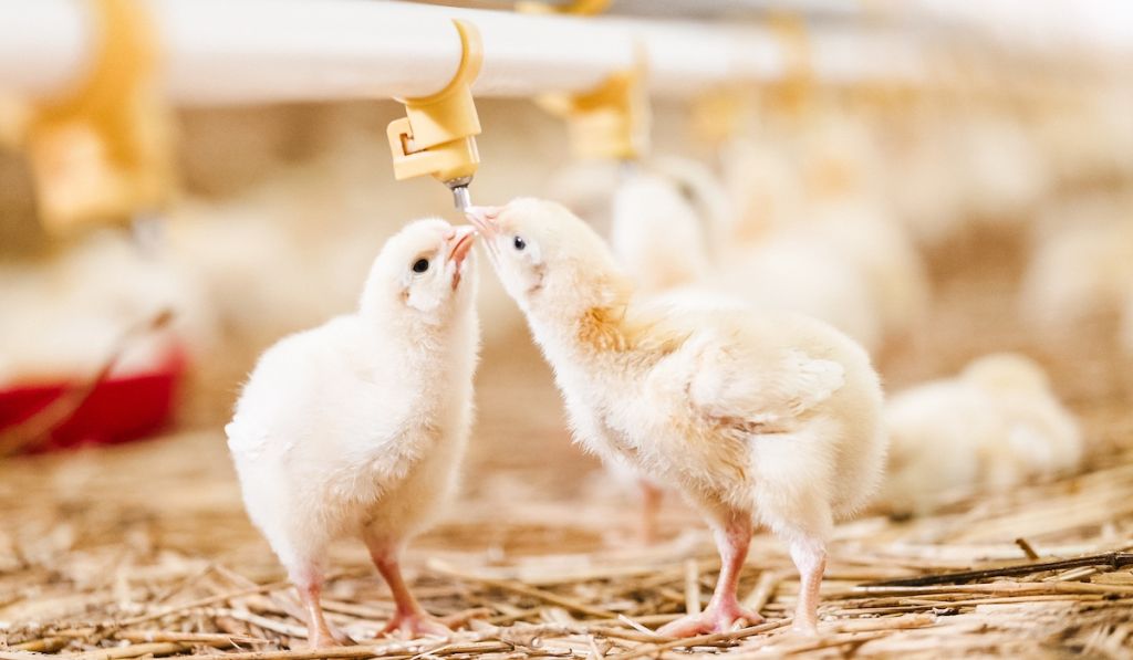 A Farmer's Guide to Poultry Water Quality Parameters | Clear Comfort AOP Poultry Water Treatment
