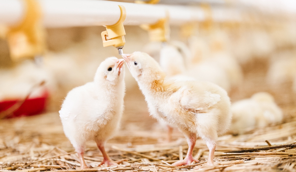 A Farmer's Guide to Poultry Water Quality Parameters | Clear Comfort AOP Poultry Water Treatment