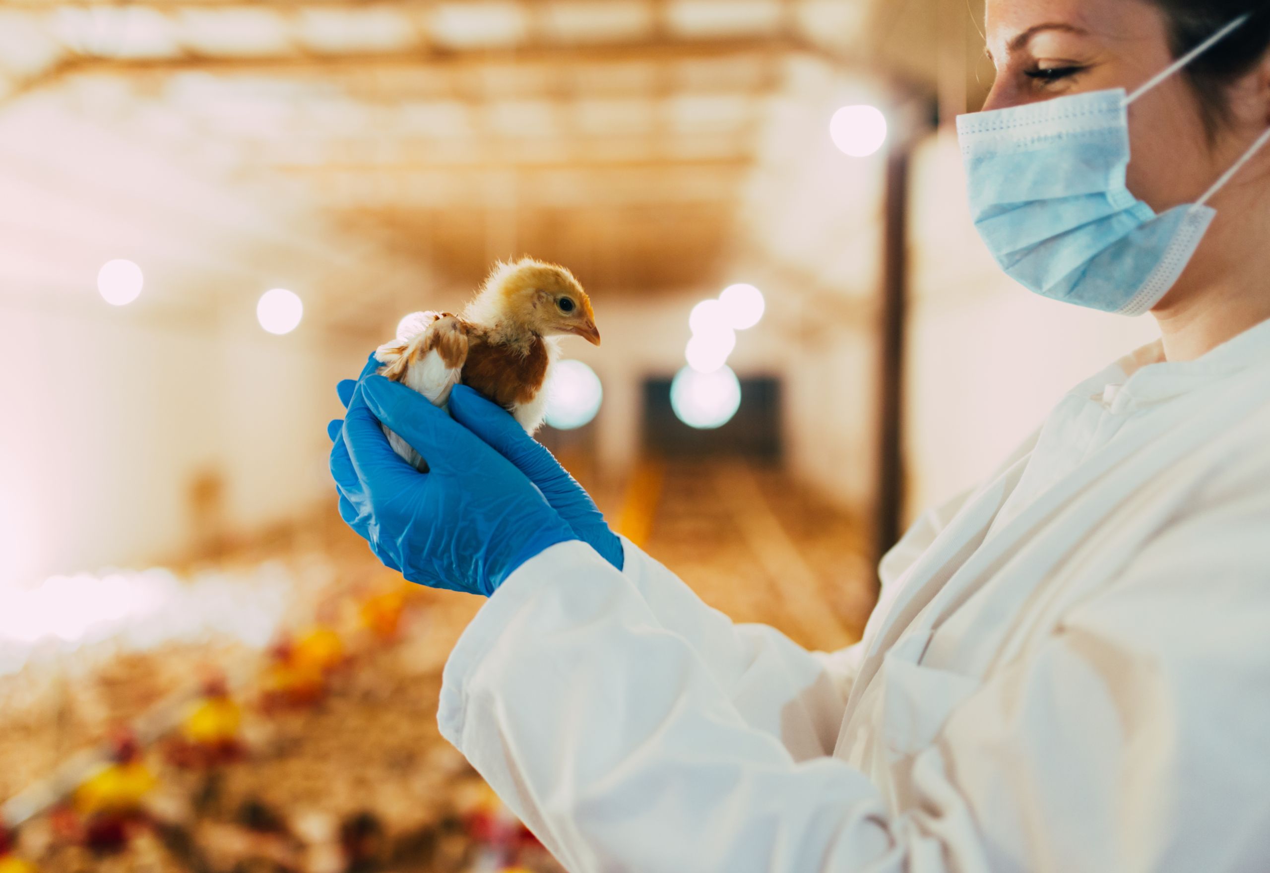 How to Manage Your Poultry's Need for Antibiotics | Clear Comfort Poultry AOP Water Treatment
