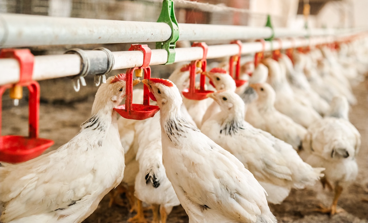 Top 4 Reasons Why Poultry Water Quality Matters | Clear Comfort Poultry AOP Water Treatment With the CCW3200