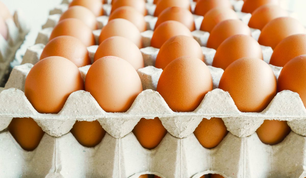 Cracking the Code: Is Your Water Sabotaging Your Egg Production? | Clear Comfort AOP Poultry Water Treatment