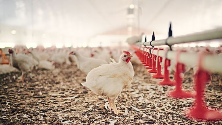 Home of the hens